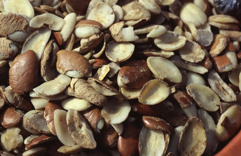 African mango, the nutrient-rich bush mango seed used in Glycovit