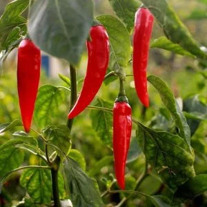 Cayenne pepper pods, the source of naturally warming capsaicin in Glycovit