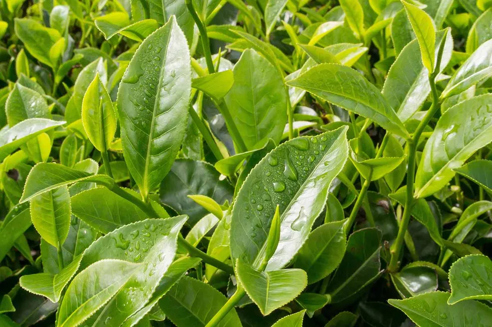 Green tea leaf, the polyphenol-rich botanical in the Glycovit blood sugar formula