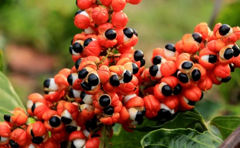 Guarana seeds, the Amazonian source of natural energy in the Glycovit drops